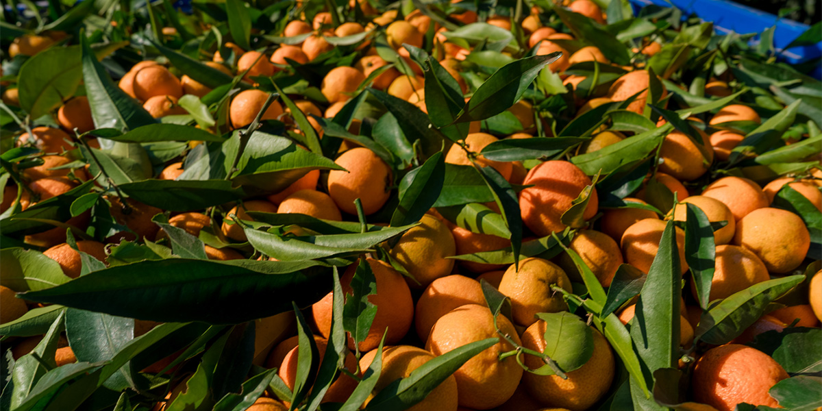 Clementine: inizio in ritardo, ma qualità all’altezza
